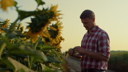 Farmer examine sunflower seeds tasting cultivated harvest. Man inspecting crop