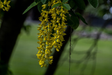 yellow flowers on a tree