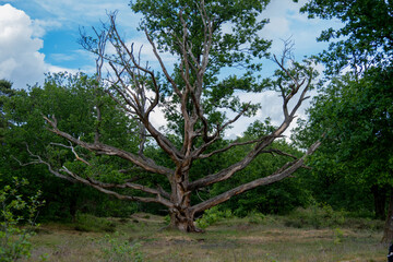 Fototapeta premium trees in the forest
