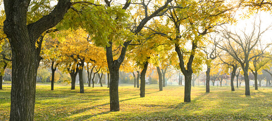 Fototapeta premium Beautiful autumn park on sunny day