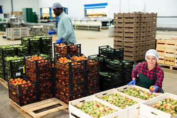 Young farmer woman working at a vegetable depot inspects freshly picked tomatoes, putting them in a...