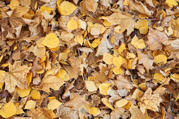 Autumn leaves close up in the forest. Autumn background.