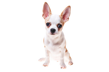 Beautiful and cute white and brown mexican chihuahua dog over isolated background. Studio shoot of purebreed miniature chihuahua puppy.