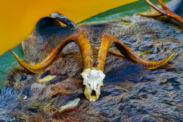 goat skull on the bear fur, closeup