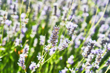 Beautiful lavender plant closeup image