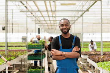 Portrait of smiling man posing with arms crossed in modern greenhouse with organically grown vegetables ready for delivery. African american worker posing happy in bio lettuce farm.