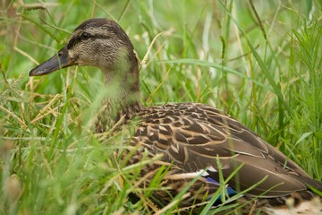 Mallard in the grass