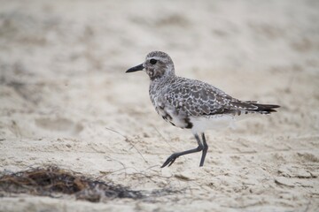 Black-bellied Plover