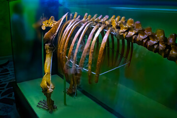 closeup of fossilized scary transitional fossil between dinosaur and modern birds © Anna