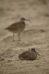 Whimbrels