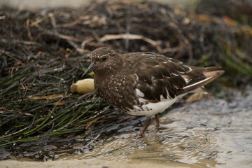Black Turnstone