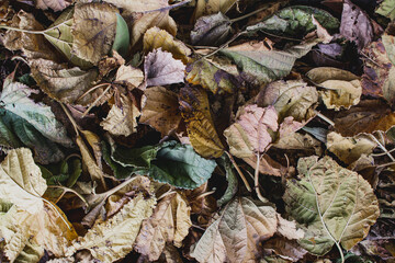 autumn leaves on the ground