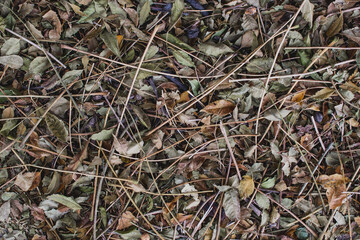 background leaves