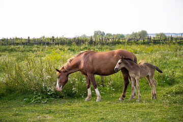 beautiful horses graze in the pasture