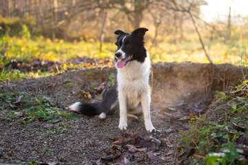 a beautiful dog border collie