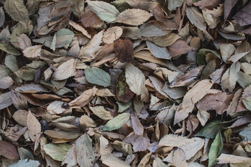 leaves on the ground