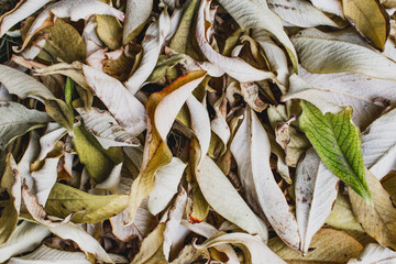 dried leaves background