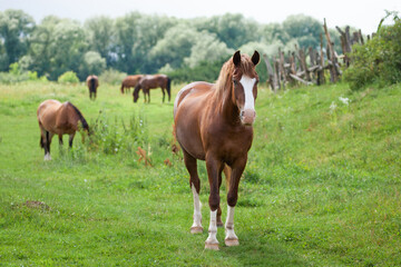 Naklejka na ściany i meble beautiful horses graze in the pasture