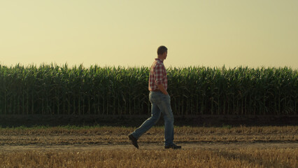 Agronomist going country road along organic corn field. Farm worker inspecting