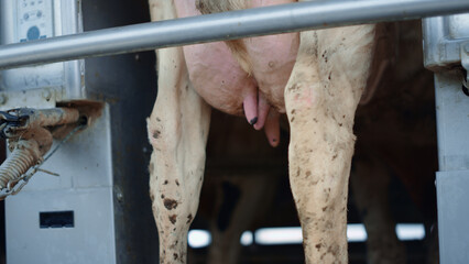 Farmer putting milking pump device on udder cow standing cowshed close up.