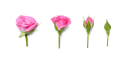 Beautiful pink roses on white background, top view
