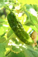 Small cucumber growing on bush in garden