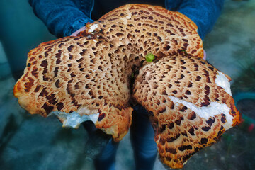 In hand is a very large mushroom, cut in the autumn forest. 