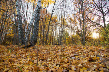Autumn leaves at sunset in the forest.