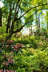 spring in the forest