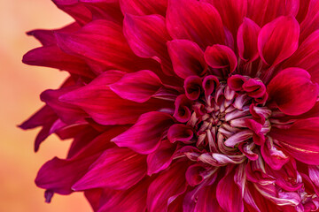 Macrophotography of Dahlia blooms from local garden