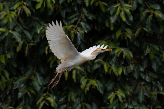 gar&ccedil;a-vaqueira (Bubulcus ibis)