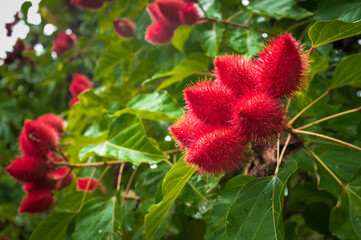 red fruits of the achiote tree where the annatto seed comes from organic and natural coloring to...
