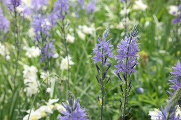 Beautiful Camassia growing among narcissus flowers outdoors, closeup. Spring season