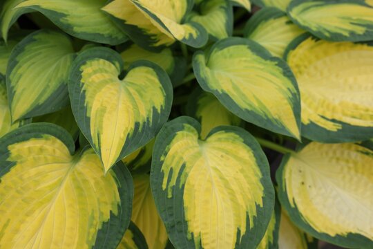 Beautiful hosta plant with colorful leaves as background, closeup