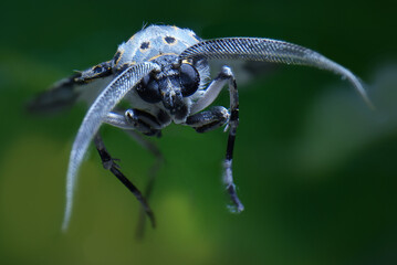 insecto macro extremo