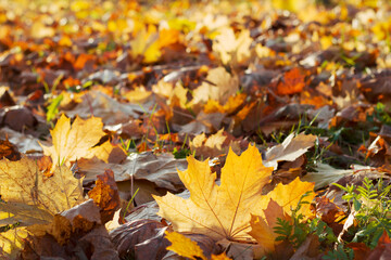 autumn maple tree leaves on the ground wirth warm sunny light