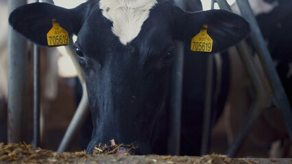 White black cow head placed in fence close up. Cattle muzzle with marked ears.