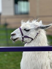 white llama portrait © Z
