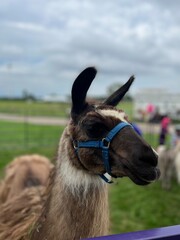 Naklejka premium Brown Llama