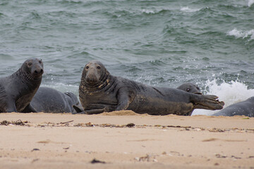 Seals At The Beach Looking At Camera Curiously With Ocean Waves In The Background 