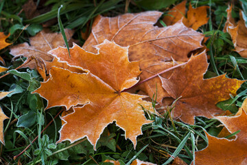autumn maple leaves with frost on the morning cold ground in october