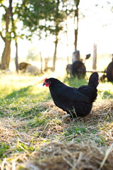 Obraz premium Chickens on a small farm in the country. Small scale poultry farming in Ontario, Canada.