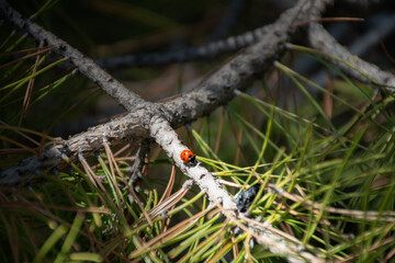 Ladybird of Mount Etna, runs along a pine branch, in front of it a volcanic lapillus. Nothing can stop me!