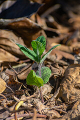 planta de menta creciendo naturalmente 