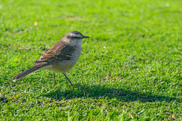 ave en fondo natural verde - El sinsonte calandria (Mimus saturninus)