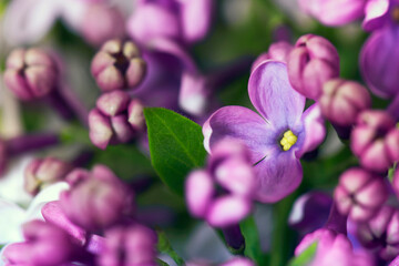 lilac flowers with leaves close up