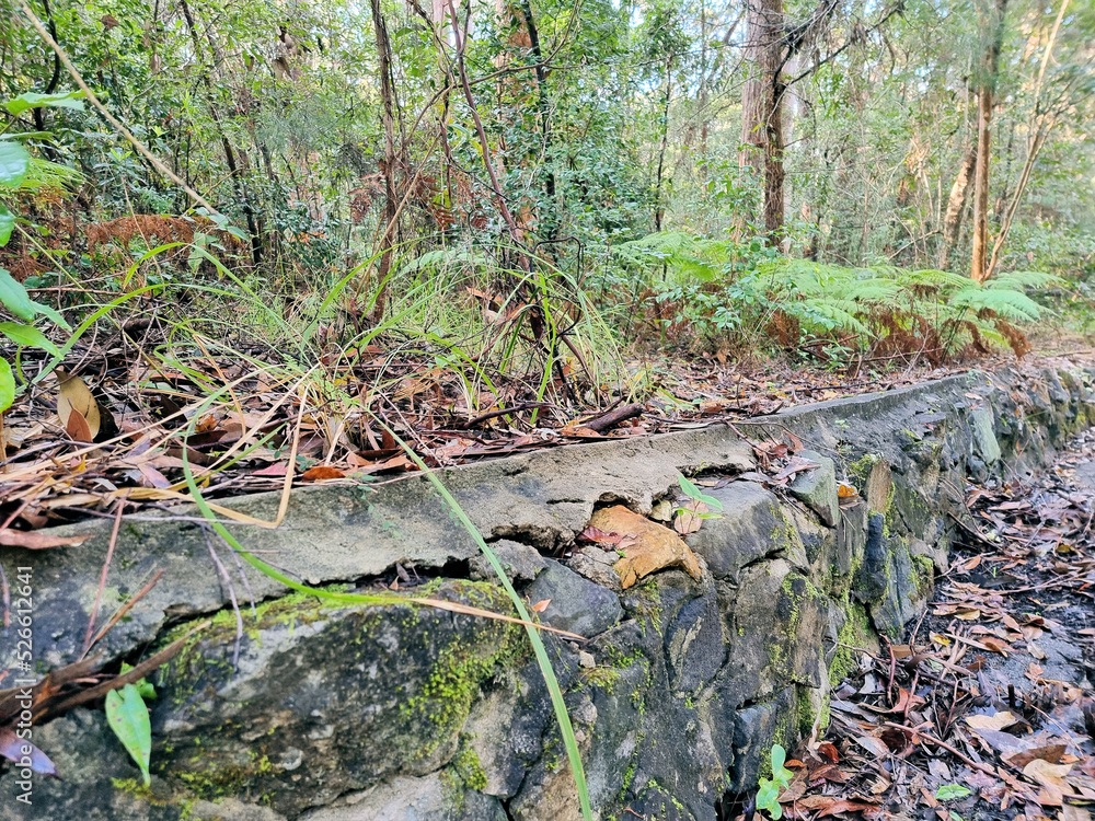 Wall mural Moss Covered Stone Wall in Blackbutt Reserve Newcastle New South Wales Australia. Surrounded by native Australian bush and eucalypts