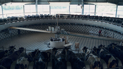 Technological cow milking carousel in modern automatic cowshed producing milk.