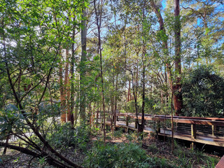 Boardwalk Running Through Australian Bush at Blackbutt Reserve Newcastle New South Wales Australia. Surrounded by eucalypts