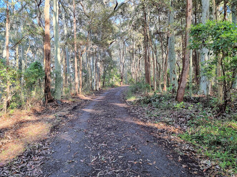 Dirt Road and walking track through Blackbutt Reserve Newcastle New South Wales Australia. Surrounded by eucalypts